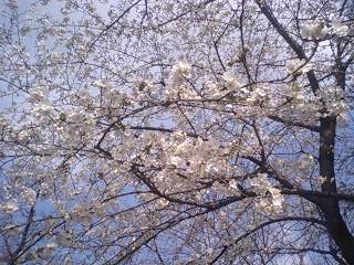 家の近所の桜。この木だけ満開でした。