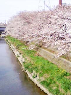 川沿いの桜ってきれいですよね