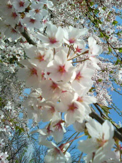 青空に桜