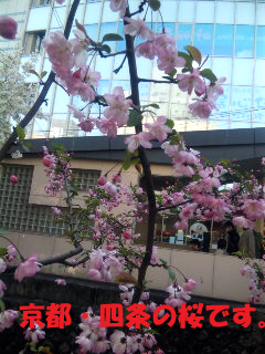 都会に咲く桜