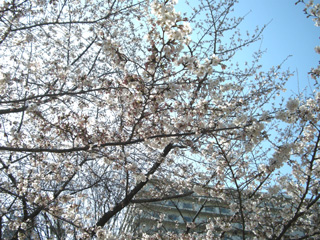 青空に桜