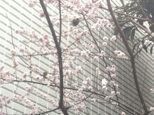 sakura20110315.jpg